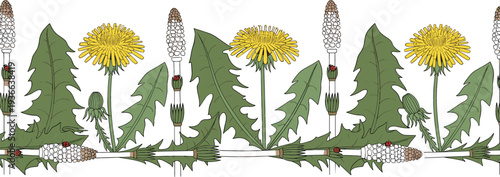 Dandelion botanical illustration with leaves flowers and buds seamless border pattern nature plant vector design