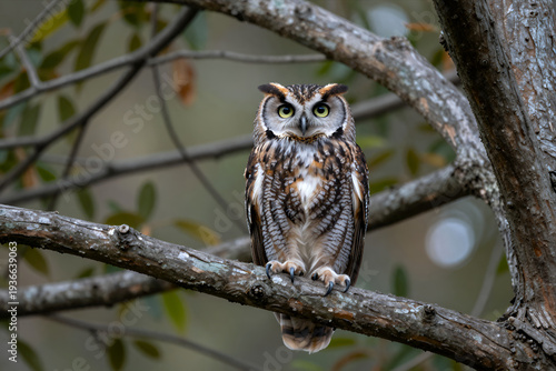 Majestic Great Horned Owl Perched on Tree Branch in Forest, Natural Wildlife Photography with Soft Bokeh Background and Detailed Feather Texture