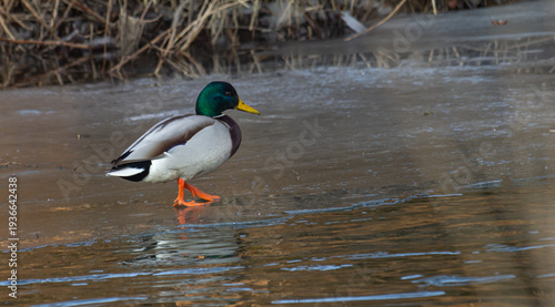 Fotografie Male mallard duck walking along a frozen lakeshore during early morning light in