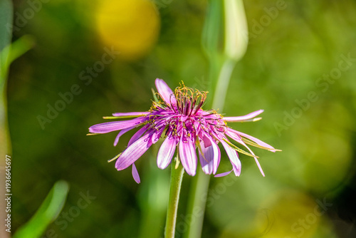 Roter Bocksbart, (Tragopogon porrifolius), Peloponnes, Griechenland  26004.jpg