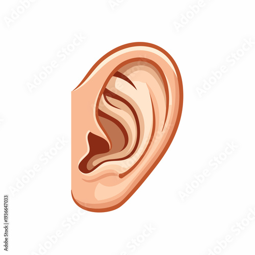 Illustrated human ear anatomical study isolated