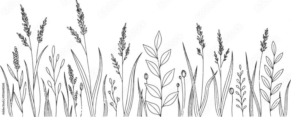 Fototapeta premium Botanical line art illustration of cereal plants and prairie grass for organic design.