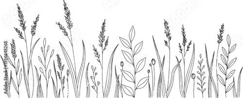 Botanical line art illustration of cereal plants and prairie grass for organic design.