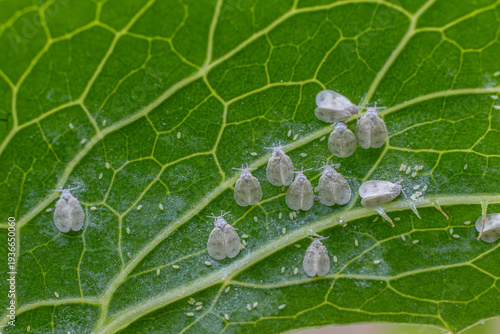Foto Whiteflies infest leaf showcasing their small size and green leaf structure comm