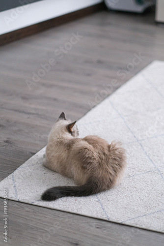 фотографія Cute cat lying on white rug