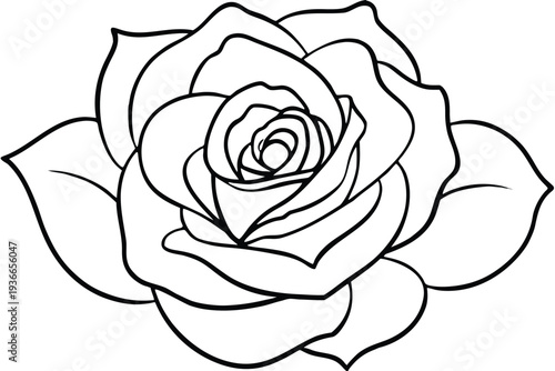 Rose, Floral Outline