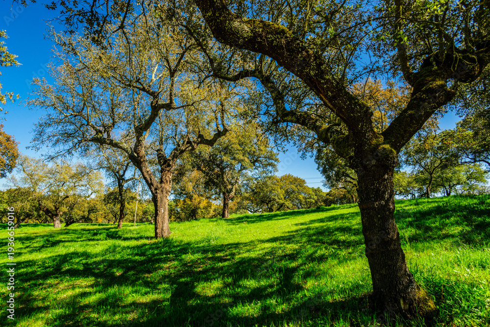 Naklejka premium typical Portuguese cork oak pasture, (Quercus suber), Santarem district, Medio Tejo, central region, Portugal, Europe