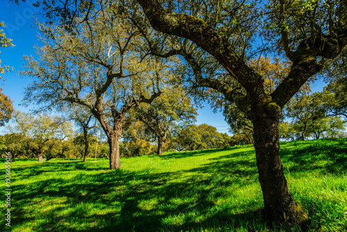 typical Portuguese cork oak pasture, (Quercus suber), Santarem district, Medio Tejo, central region, Portugal, Europe