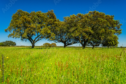 typical Portuguese cork oak pasture, (Quercus suber), Santarem district, Medio Tejo, central region, Portugal, Europe