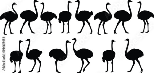 Ostrich bird silhouette collection with different standing and walking poses, African wildlife animal vector set isolated on white background