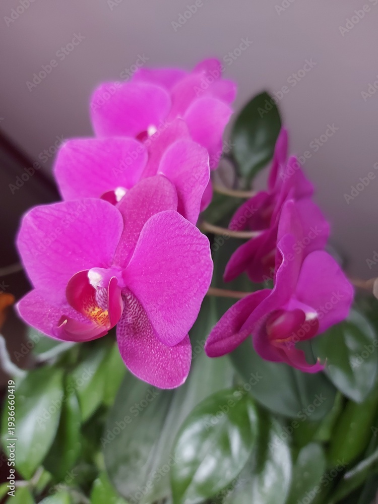 Obraz premium pink orchid flower1
