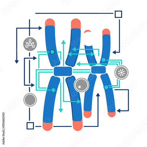 Illustrative diagram showcases telomere length and biological age. Vibrant colors highlight chromosome structure and key cellular components. Clean, modern design for educational use.