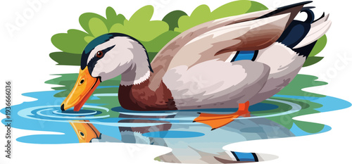 Mallard duck swimming on a calm pond with ripples