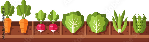 Row of organic vegetables growing in the soil of a kitchen garden