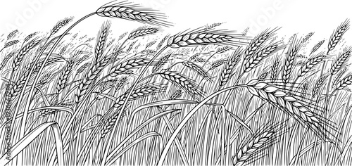 Monochrome line drawing depicting a field of swaying wheat or rye grain with ripe ears