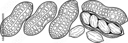 Four peanut pods with peanuts 