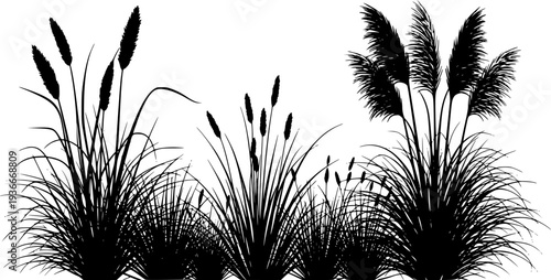 grass and pampas grass plants 