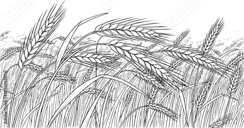 Monochrome line drawing depicting a field of swaying wheat or rye grain with ripe ears
