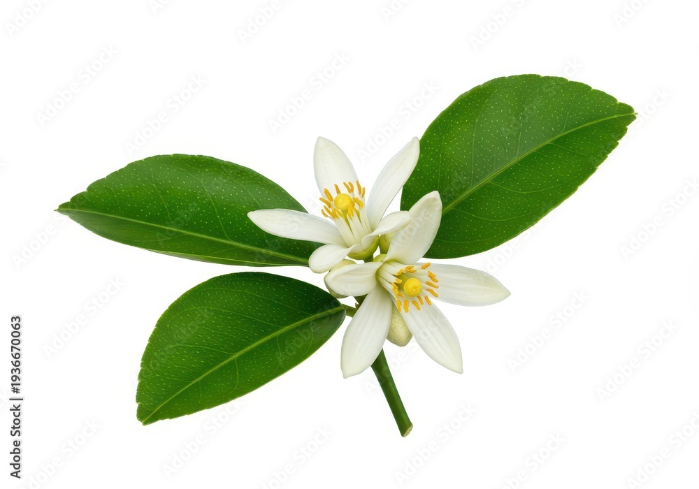 Fototapeta premium Beautiful freshly bloomed white lemon blossom with green leaves isolated on a pure white background, ready for product design or studio use, bloom, healthy, purity