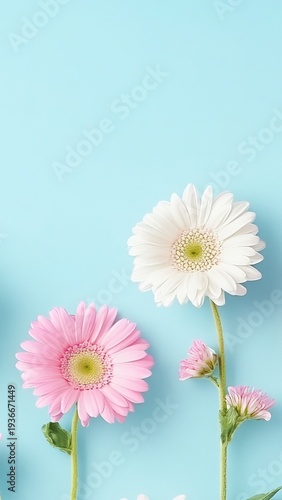 Vibrant Springtime Daisy Blooms Against a Serene Blue Background, Capturing Nature s Floral Beauty
