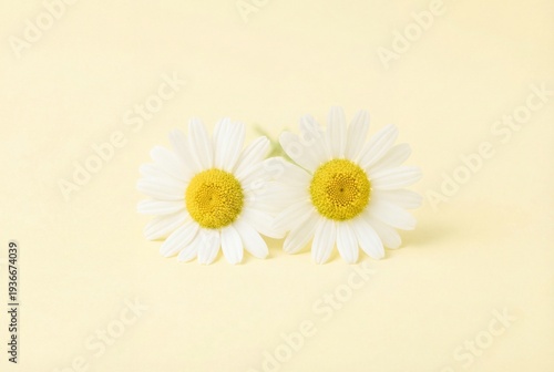 Two white chamomile flowers with yellow centers on a soft pastel yellow background