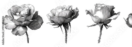 A monochrome botanical sketch of roses in various stages of bloom, showcasing details