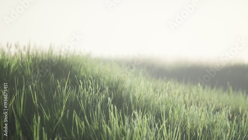 фотографія In the soft light of dawn, vibrant green grass dances in a gentle breeze across expansive fields