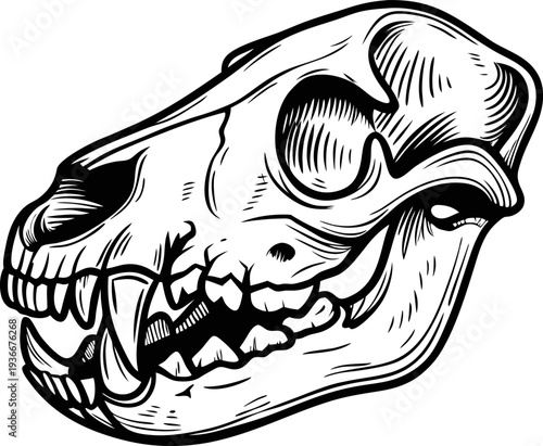 detailed animal skull illustration with sharp teeth and prominent eye sockets in black and white line art
