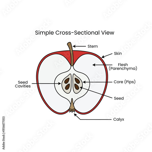 Apple Cross Section Diagram Labeled