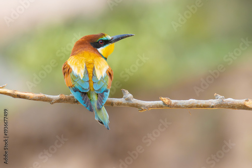 European Bee-eater on a branch