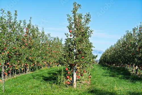Photos Rows of espaliered apple trees grown in a commercial apple orchard