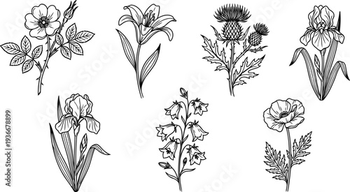 A collection of beautiful hand drawn botanical flower illustrations in black and white isolated on white