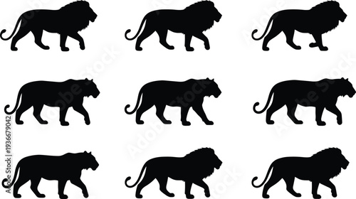 Lion and big cat walking silhouette collection, wild animal predator set with African wildlife lions isolated, safari animal icons for design and nature themes