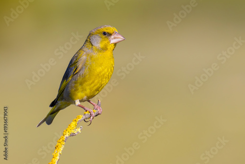 European Greenfinch on a branch