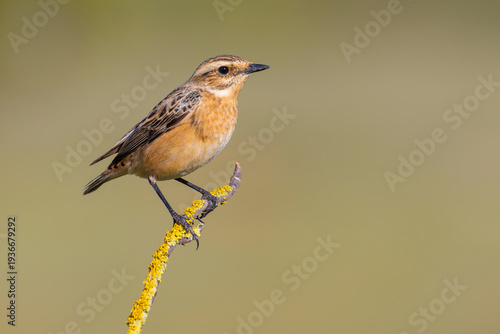 Whinchat on a branch