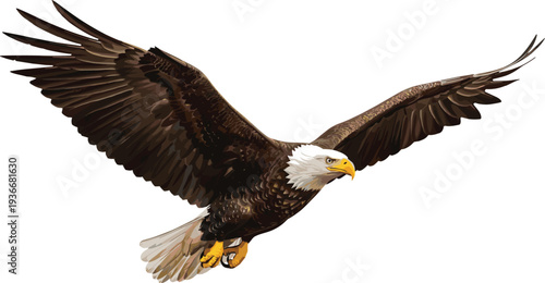 Bald eagle flying with outstretched wings and white head bird