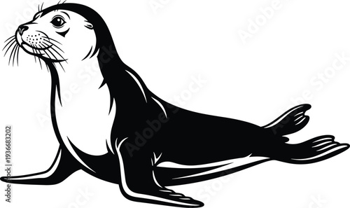Black and white of a seal animal mammal marine