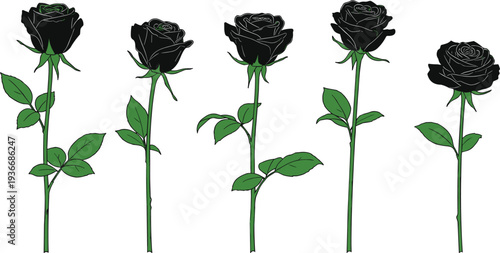 Black roses with green stems and leaves on white background green leaves flowers