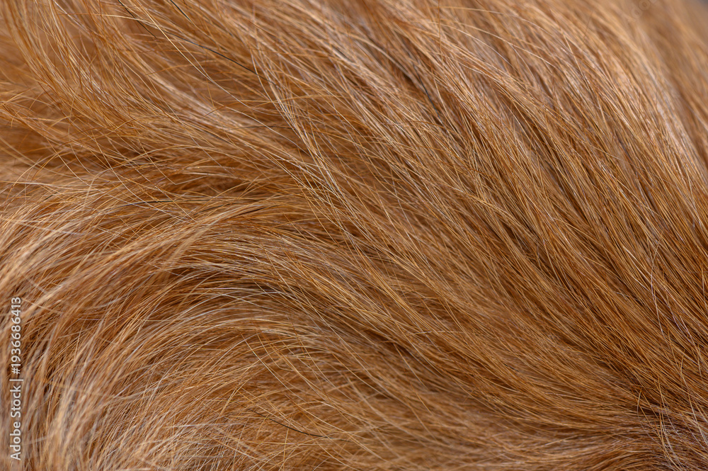 Fototapeta premium Close-up of red pinscher fur