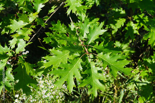 Bright green leaves of a young oak tree