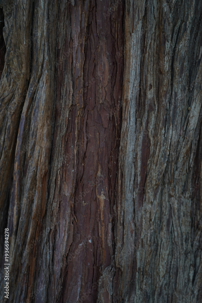 Fototapeta premium old wood texture background