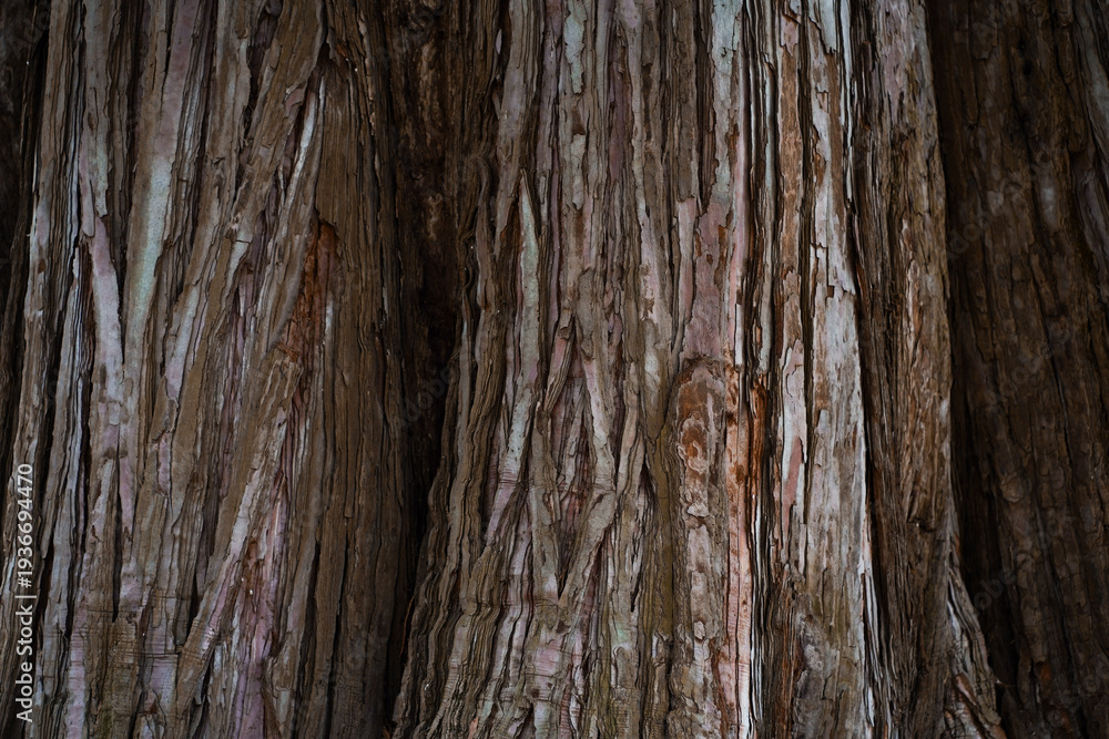 Fototapeta premium old wood texture background