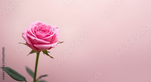 A beautiful single pink rose in full bloom set against a soft, dreamy pastel pink background with a strong bokeh effect, pale, romance, garden