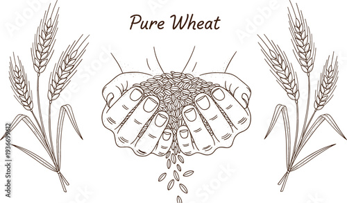 Hands holding wheat grains with wheat ears vector illustration pure wheat concept agriculture harvest farming food production