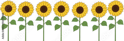 Sunflower flower collection vector illustration bright yellow sunflower plants isolated botanical summer floral design element set