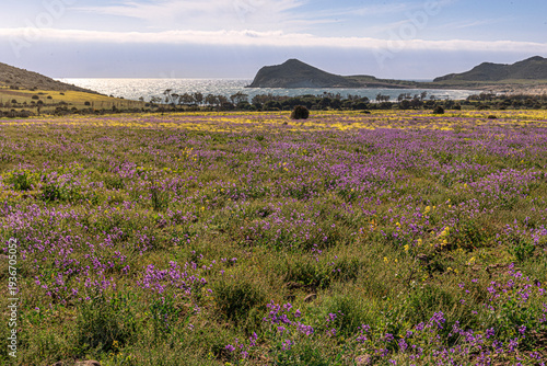 Vista general del campillo del genovés cubierto de flores