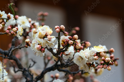 봉은사 매화당 앞마당의 매화-봄이오는 소식-봉은사  강남구. 서울, 대한민국
