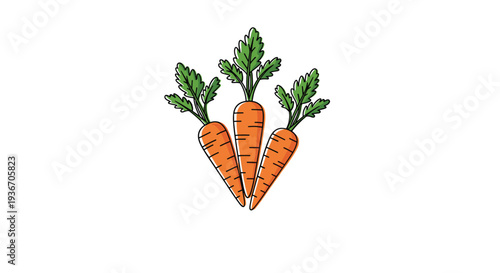Fresh illustration of three orange carrots with green leafy tops bunched together on a white background for cooking and healthy eating designs.