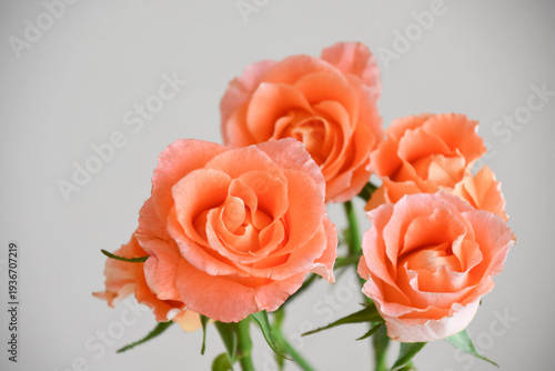 オレンジ色のバラ