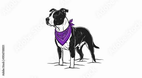 A black and white dog with a purple bandana stands on white